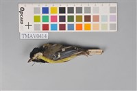 藏品(青背山雀)的圖片